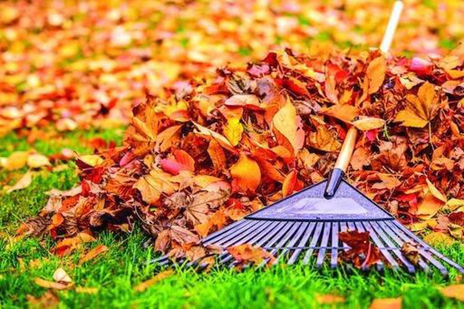 Yard Waste / Leaf Pickup